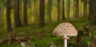 Jakie są podstawowe cechy zmiennej?