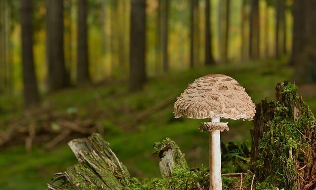 Jakie są podstawowe cechy zmiennej?