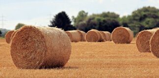 Jaka jest rola ubezpieczeń?