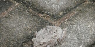 Co składa się na proces adaptacji?