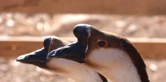 Jak dodać tekst alternatywny?