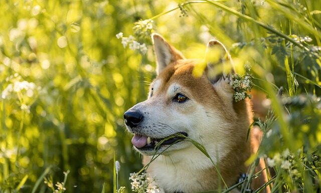 Czy Shiba może kosztować 1$?