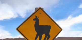 Co to jest krzyżowanie losowe?