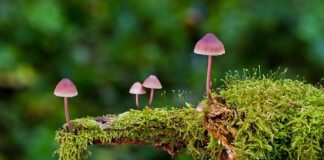 Jakie są rodzaje doboru naturalnego?