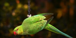 Jak dokumentować dostosowanie wymagań edukacyjnych?