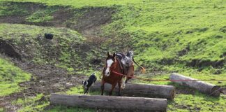 Kto ustala podstawę programowa?