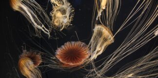 Ile kosztuje Platforma Edukacyjna?