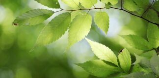 Czy państwo może nie wykupił obligacji?