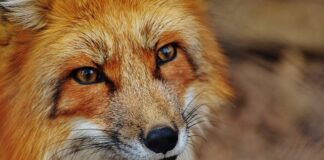 Jak obliczyć OTS 3+?