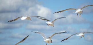 Jak rozwinąć markę?